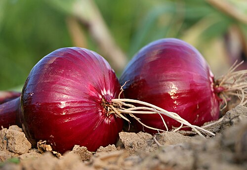 Deshi Onion